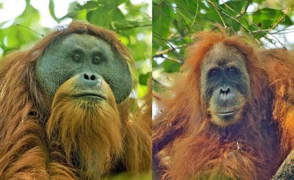 Tapanuli Orangutans (Pongo tapanuliensis) -  adult flanged male on the left, and an adult female on the right – which will be potentially threatened by Belt and Road Initiative developments.